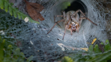 Картинка животные пауки природа паутина паук