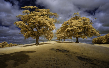 Картинка природа деревья небо трава англия фильтр облака восточный Чешир