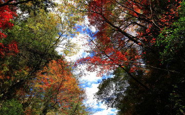 Картинка природа деревья осень листья облака небо