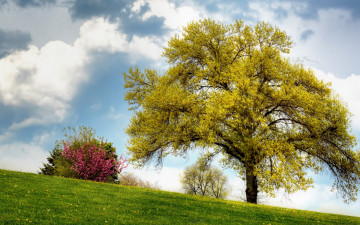 Картинка природа деревья склон кусты дерево одуванчики трава поле лето облака небо