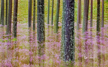 Картинка природа лес деревья цветы трава шотландия cairngorms national park