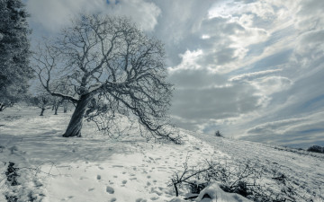 Картинка природа зима снег пейзаж дерево поле