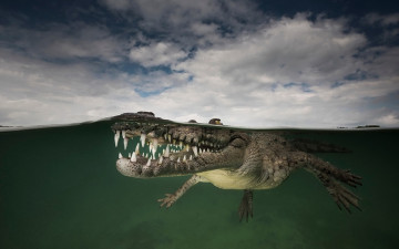 Картинка животные крокодилы крокодил природа вода