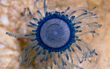 Картинка животные медузы море медуза карибы океан каймановы острова