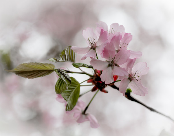 Обои картинки фото цветы, сакура,  вишня, ветка, весна, цветение, вишня, розовые, листья