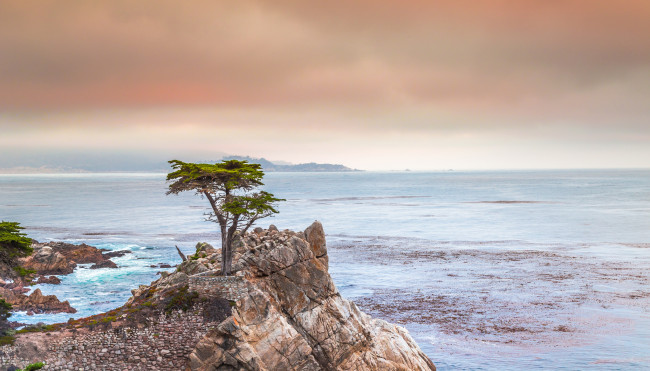 Обои картинки фото природа, побережье, дерево, скала, море