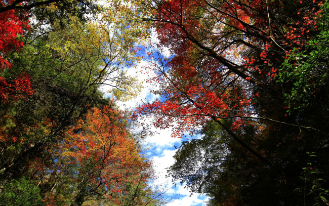 Обои картинки фото природа, деревья, осень, листья, облака, небо