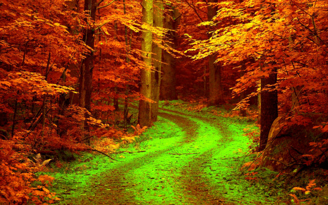 Обои картинки фото природа, дороги, листья, дорога, лес, осень
