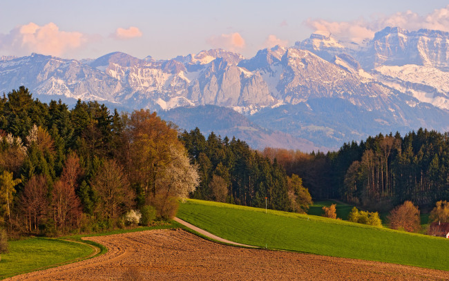 Обои картинки фото природа, горы, деревья, поле, швейцария, switzerland