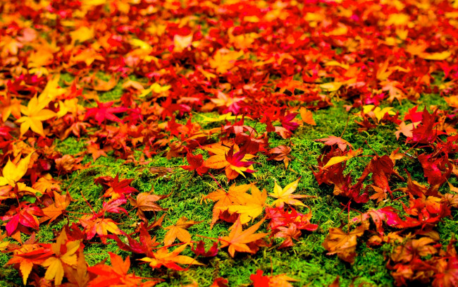 Обои картинки фото природа, листья, осень, клен, трава, краски