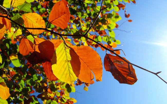 Обои картинки фото природа, листья, осень, небо