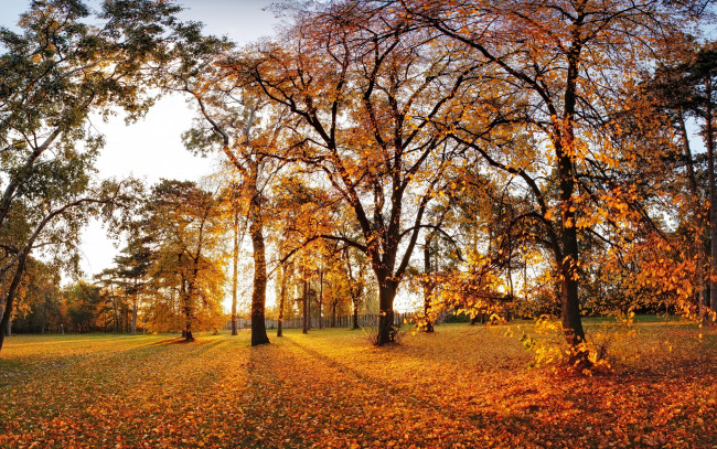 Обои картинки фото природа, парк, autumn, деревья, листья, leaves, landscape, tree, nature, осень, park
