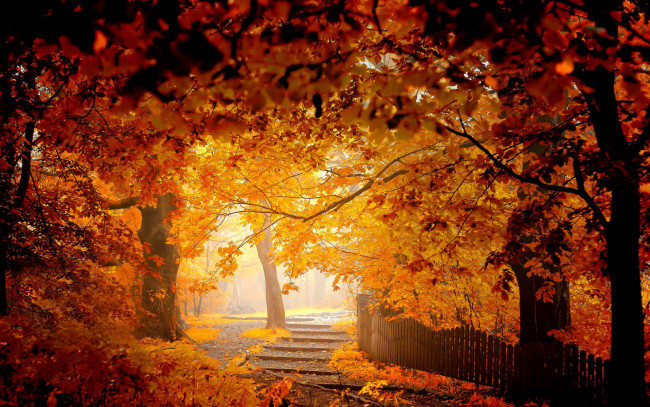 Обои картинки фото природа, парк, забор, осень, деревья, листва