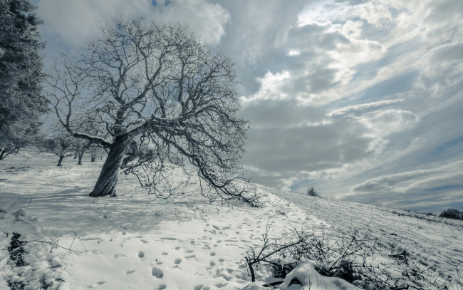 Обои картинки фото природа, зима, снег, пейзаж, дерево, поле