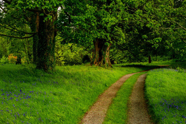 Обои картинки фото природа, дороги, лес, дорога, трава