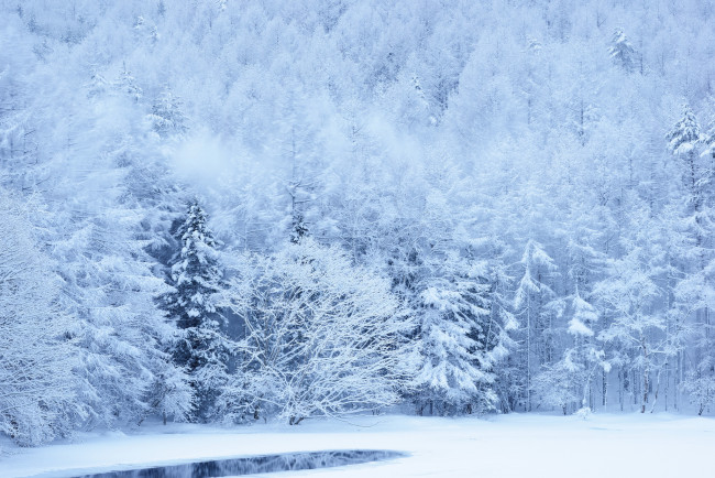 Обои картинки фото природа, зима, снег, склон, деревья, лес