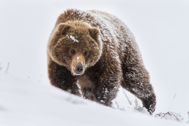 Обои картинки фото животные, медведи, зима, природа, медведь, снег