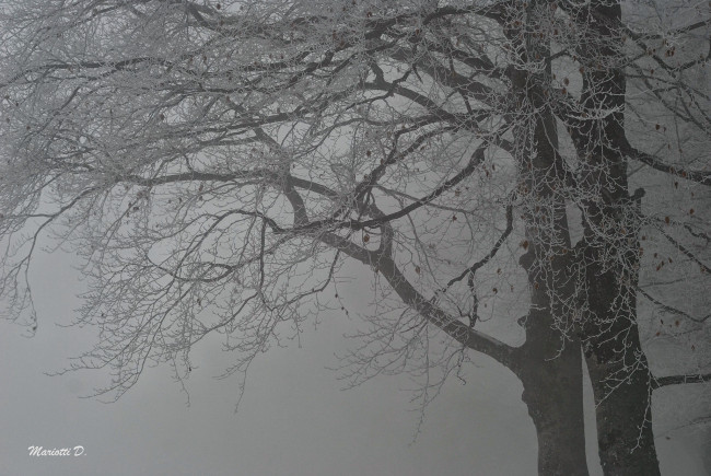 Обои картинки фото природа, зима, туман, деревья