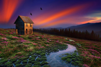 Картинка природа пейзажи дом пейзаж птицы вода кочки