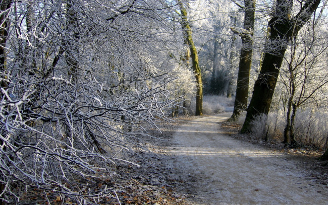 Обои картинки фото природа, зима, деревья, лес, дорожка, иней