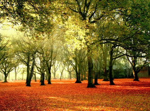 Картинка природа парк солнце деревья осень листья