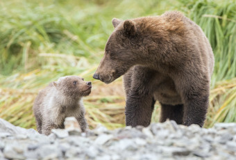Картинка животные медведи трава малыш мама природа