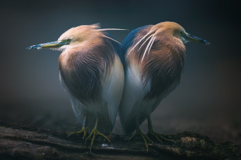 Картинка животные птицы бревно сон пара