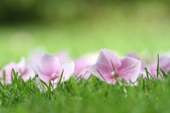 Картинка цветы гортензия лето цветки трава макро
