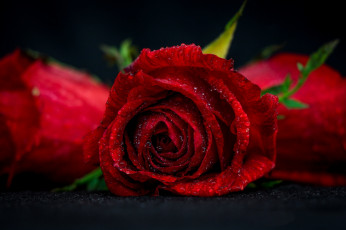 Картинка цветы розы букет