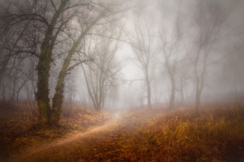 Картинка природа лес серж домбровский осень тропинка туман деревья