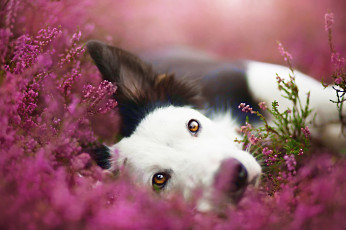 Картинка разное компьютерный+дизайн собака портрет цветы обои от lolita777 луг бордер-колли морда