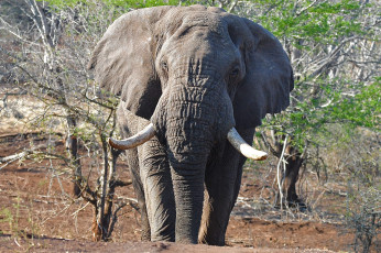 Картинка животные слоны саванна африка