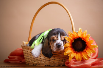 Картинка животные собаки щенок корзина цветы подсолнух