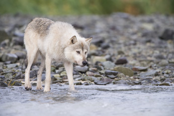 Картинка животные волки +койоты +шакалы животное белый волк природа
