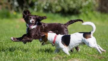 Картинка животные собаки растения двое бег