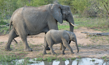 обоя животные, слоны, саванна, африка
