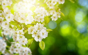 Картинка цветы цветущие+деревья+ +кустарники сирень зелень боке листья деревья цветущие цветки белая ветки блики солнце