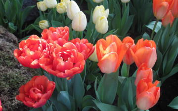 Картинка цветы тюльпаны желтые оранжевые красные клумба