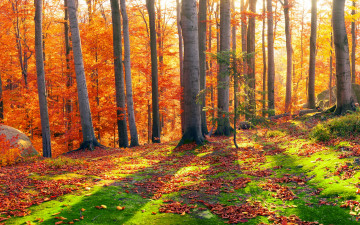 Картинка природа лес солнце деревья панорама мох листья камни закарпатье украина осень