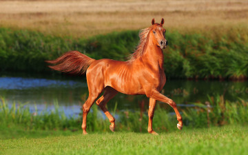 Картинка разное компьютерный+дизайн красавец коричневый поле лето трава лошадь река