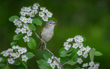 Картинка животные птицы птица на ветке цветы поющий виреон