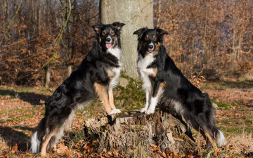 Картинка животные собаки пень деревья листья боке две солнце осень