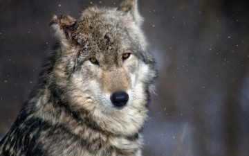 обоя животные, волки,  койоты,  шакалы, природа, лес, волк