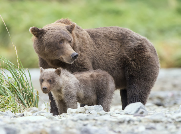 Обои картинки фото животные, медведи, малыш, мама, трава, природа