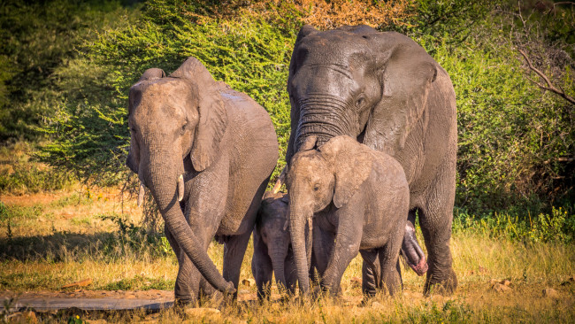 Обои картинки фото животные, слоны, саванна, африка