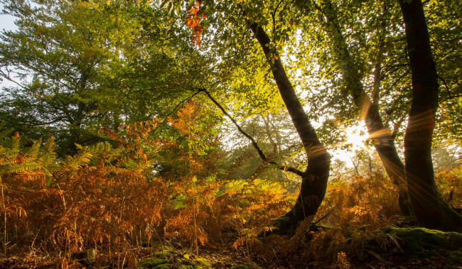 Обои картинки фото природа, лес, деревья, трава, осень, солнце