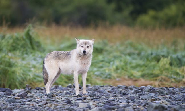 Обои картинки фото животные, волки,  койоты,  шакалы, волк, природа, животное, белый