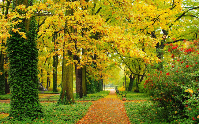 Обои картинки фото природа, дороги, листва, скамейки, листья, деревья, парк, осень, зеленые, аллея, желтые, дорожки