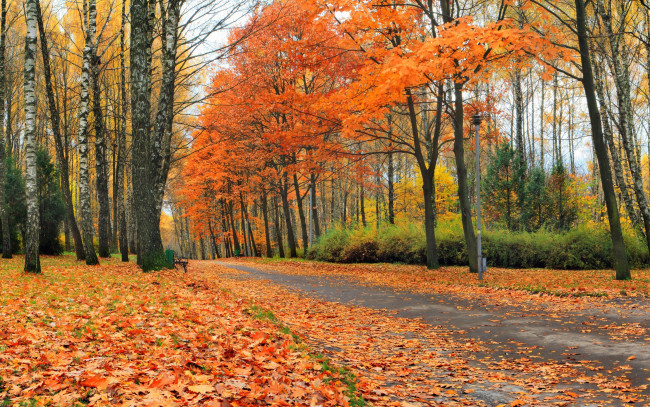 Обои картинки фото природа, дороги, парк, листья, деревья, желтые, скамейки, осень, аллея, лес