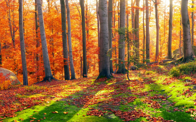 Обои картинки фото природа, лес, солнце, деревья, панорама, мох, листья, камни, закарпатье, украина, осень